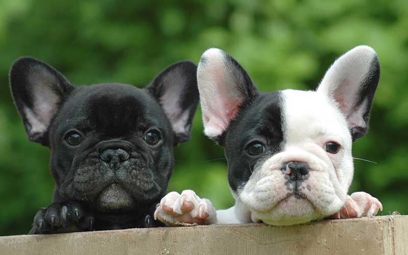 söt fransk bulldog - topofthetop